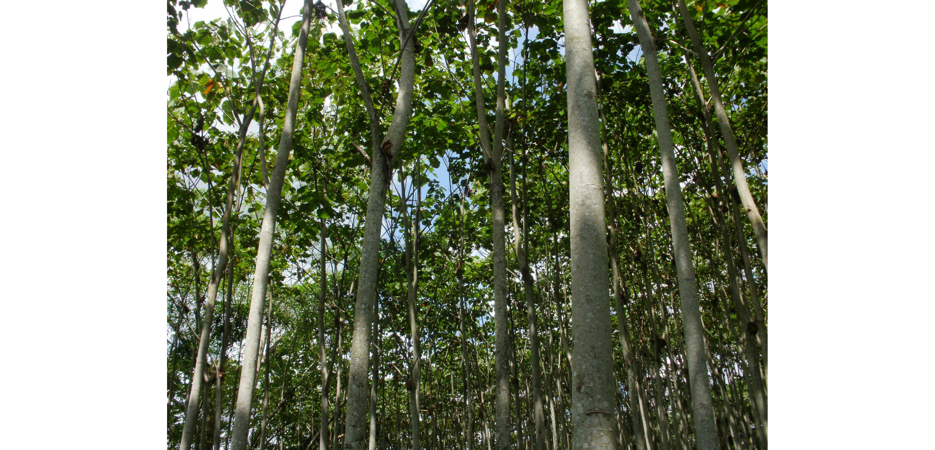 Plantación de Balsa